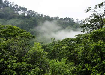 Bosque de neblina andino con árboles cubiertos de musgo y bromelias en las montañas de Perú.