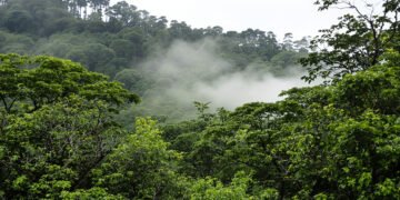 Bosque de neblina andino con árboles cubiertos de musgo y bromelias en las montañas de Perú.