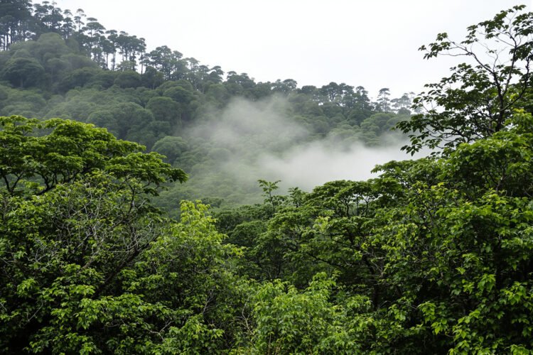 Bosque de neblina andino con árboles cubiertos de musgo y bromelias en las montañas de Perú.