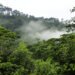 Bosque de neblina andino con árboles cubiertos de musgo y bromelias en las montañas de Perú.