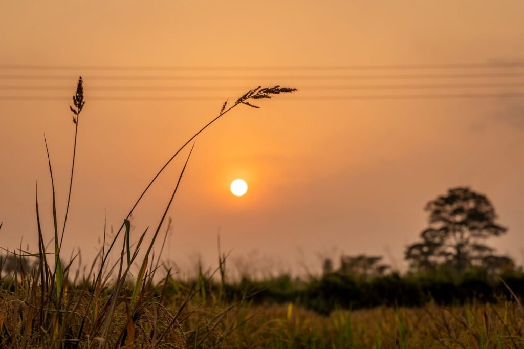 Campo de arroz en cosecha al atardecer en Nigeria, donde las semillas chinas transformaron la producción agrícola local.