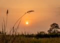 Campo de arroz en cosecha al atardecer en Nigeria, donde las semillas chinas transformaron la producción agrícola local.