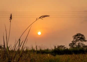 Campo de arroz en cosecha al atardecer en Nigeria, donde las semillas chinas transformaron la producción agrícola local.