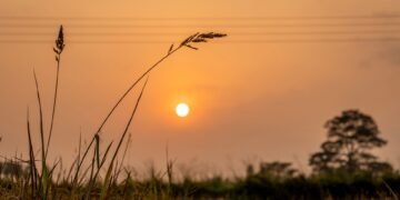 Campo de arroz en cosecha al atardecer en Nigeria, donde las semillas chinas transformaron la producción agrícola local.