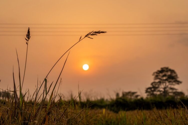 Campo de arroz en cosecha al atardecer en Nigeria, donde las semillas chinas transformaron la producción agrícola local.
