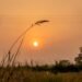 Campo de arroz en cosecha al atardecer en Nigeria, donde las semillas chinas transformaron la producción agrícola local.
