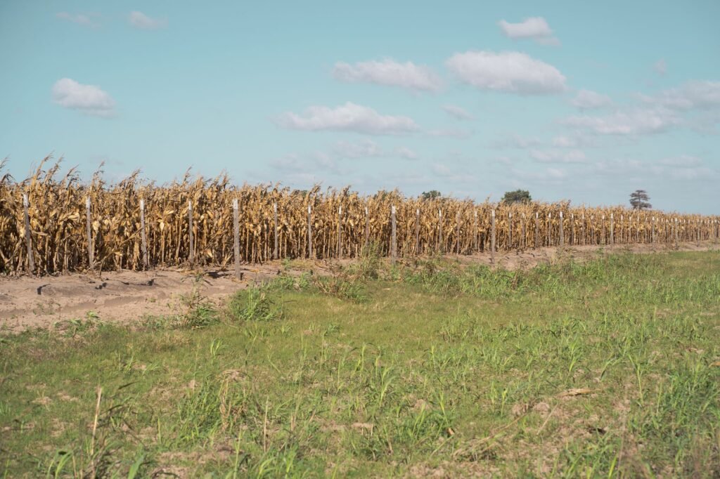 Tierra agrietada por la sequía en el norte de España, región históricamente húmeda.