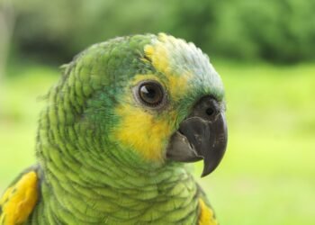 Loro silvestre en bosque tropical de México, una de las especies amenazadas por el tráfico ilegal.