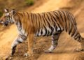 Tigre en recinto de santuario de fauna silvestre, imagen representativa del rescate de grandes felinos desde Argentina.