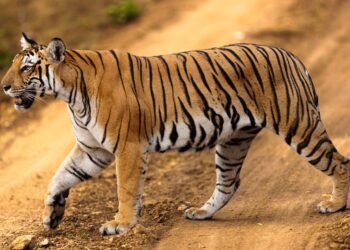 Tigre en recinto de santuario de fauna silvestre, imagen representativa del rescate de grandes felinos desde Argentina.