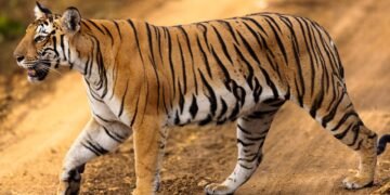 Tigre en recinto de santuario de fauna silvestre, imagen representativa del rescate de grandes felinos desde Argentina.