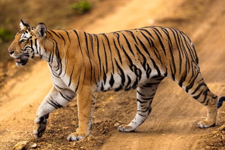 Tigre en recinto de santuario de fauna silvestre, imagen representativa del rescate de grandes felinos desde Argentina.