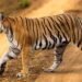 Tigre en recinto de santuario de fauna silvestre, imagen representativa del rescate de grandes felinos desde Argentina.