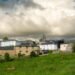 Ganado vacuno pastando en un prado verde en Galicia, región donde se implementan vallados virtuales con GPS.