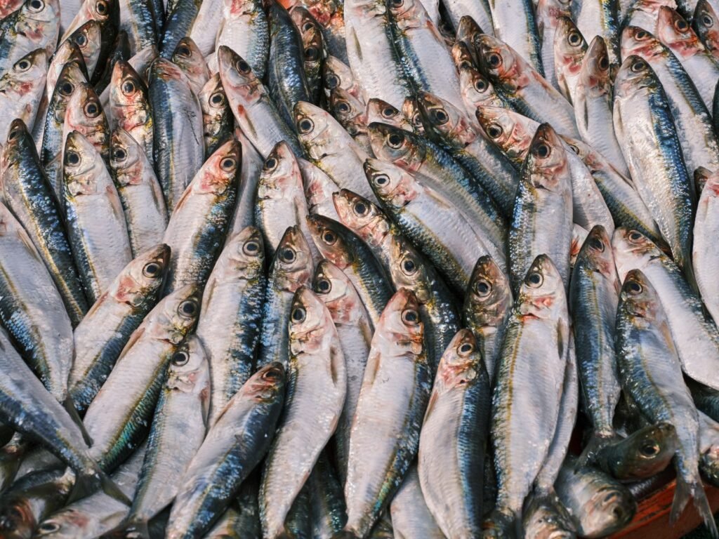 Sardinas frescas del Mediterráneo, una de las especies analizadas en el estudio de contaminantes