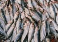 Sardinas frescas del Mediterráneo, una de las especies analizadas en el estudio de contaminantes