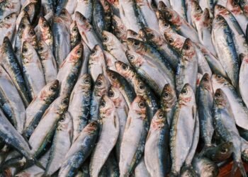 Sardinas frescas del Mediterráneo, una de las especies analizadas en el estudio de contaminantes
