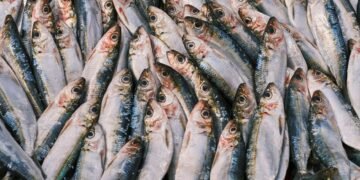 Sardinas frescas del Mediterráneo, una de las especies analizadas en el estudio de contaminantes