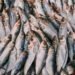 Sardinas frescas del Mediterráneo, una de las especies analizadas en el estudio de contaminantes