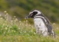 Los pingüinos de Magallanes anuncian la llegada de la primavera: comienzan a regresar a las costas de la Patagonia