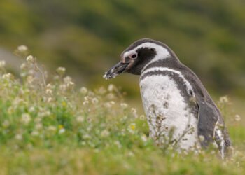 Los pingüinos de Magallanes anuncian la llegada de la primavera: comienzan a regresar a las costas de la Patagonia