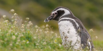 Los pingüinos de Magallanes anuncian la llegada de la primavera: comienzan a regresar a las costas de la Patagonia