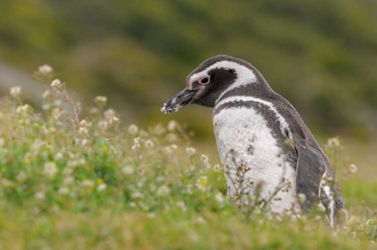 Los pingüinos de Magallanes anuncian la llegada de la primavera: comienzan a regresar a las costas de la Patagonia