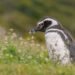 Los pingüinos de Magallanes anuncian la llegada de la primavera: comienzan a regresar a las costas de la Patagonia
