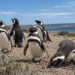 Llegan los pingüinos de Magallanes a Chubut: cuándo y cómo serán los avistajes