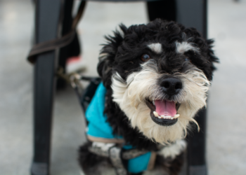 Inteligencia artificial y bienestar animal: realizarán una hackatón para desarrollar soluciones para perros y gatos