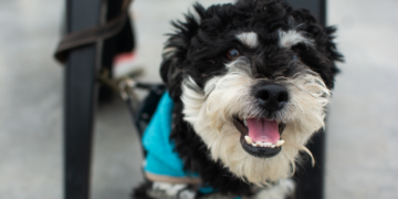 Inteligencia artificial y bienestar animal: realizarán una hackatón para desarrollar soluciones para perros y gatos