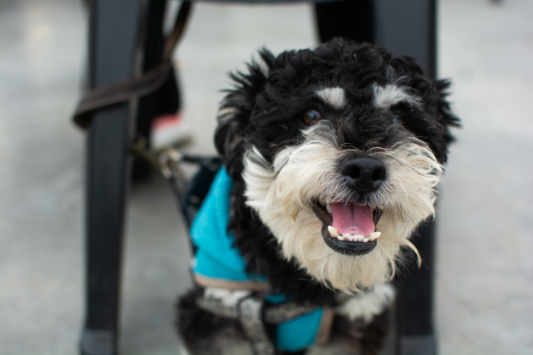Inteligencia artificial y bienestar animal: realizarán una hackatón para desarrollar soluciones para perros y gatos