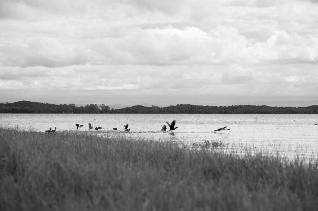 Patos silvestres en laguna argentina, especies protegidas por ley de fauna.