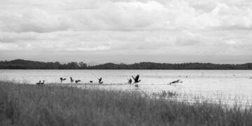 Patos silvestres en laguna argentina, especies protegidas por ley de fauna.