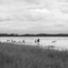 Patos silvestres en laguna argentina, especies protegidas por ley de fauna.
