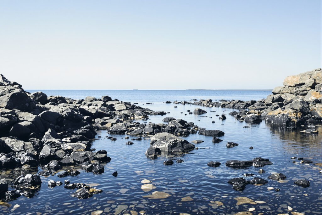 Moluscos bivalvos adheridos a rocas en la costa del Golfo Nuevo, Argentina