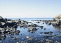 Moluscos bivalvos adheridos a rocas en la costa del Golfo Nuevo, Argentina