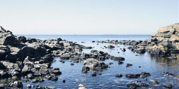 Moluscos bivalvos adheridos a rocas en la costa del Golfo Nuevo, Argentina