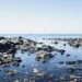Moluscos bivalvos adheridos a rocas en la costa del Golfo Nuevo, Argentina