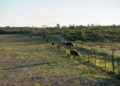 Paisaje de tambo argentino con vacas lecheras en campo abierto, representando la industria láctea del país.