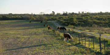Paisaje de tambo argentino con vacas lecheras en campo abierto, representando la industria láctea del país.