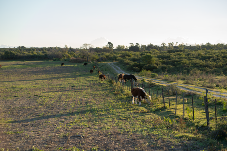 Paisaje de tambo argentino con vacas lecheras en campo abierto, representando la industria láctea del país.