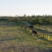 Paisaje de tambo argentino con vacas lecheras en campo abierto, representando la industria láctea del país.