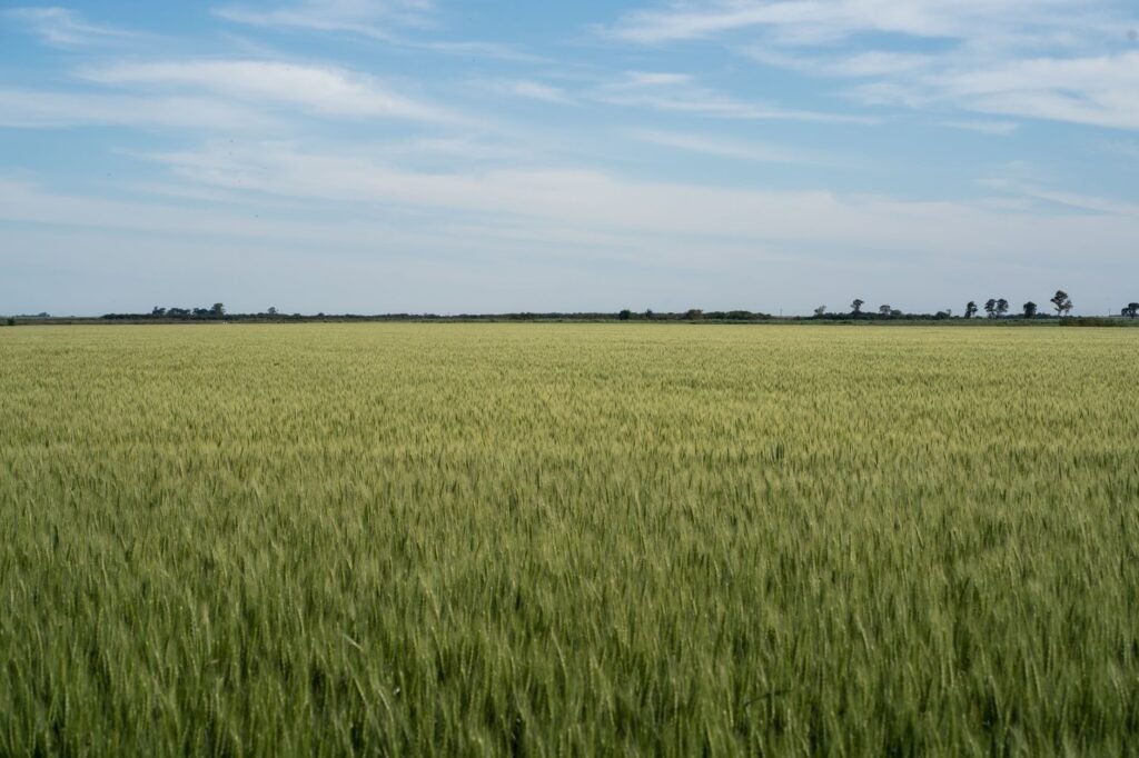 Campo de trigo en cosecha bajo el atardecer en la provincia de Buenos Aires