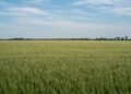 Campo de trigo en cosecha bajo el atardecer en la provincia de Buenos Aires