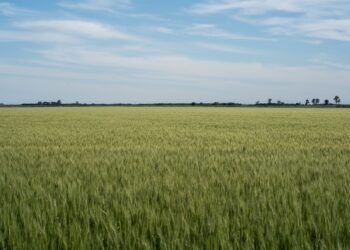 Campo de trigo en cosecha bajo el atardecer en la provincia de Buenos Aires
