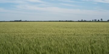 Campo de trigo en cosecha bajo el atardecer en la provincia de Buenos Aires