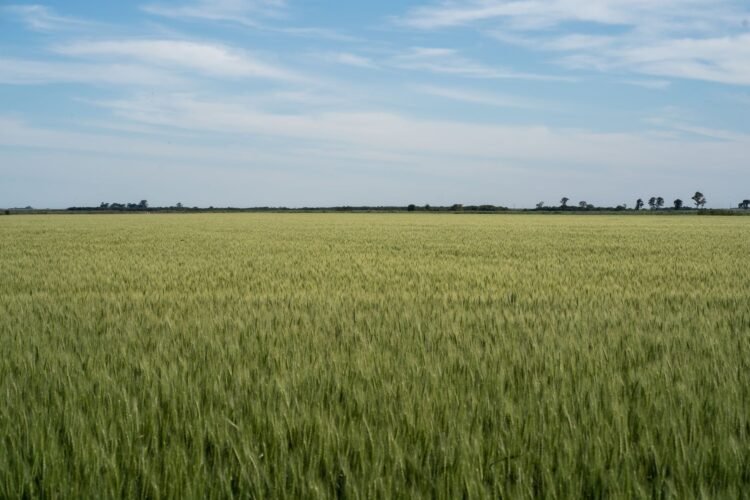 Campo de trigo en cosecha bajo el atardecer en la provincia de Buenos Aires