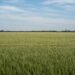 Campo de trigo en cosecha bajo el atardecer en la provincia de Buenos Aires