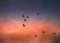 Aves migratorias en formación durante su vuelo anual entre continentes.